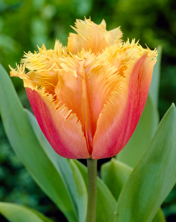 Tulip 'Lambada'