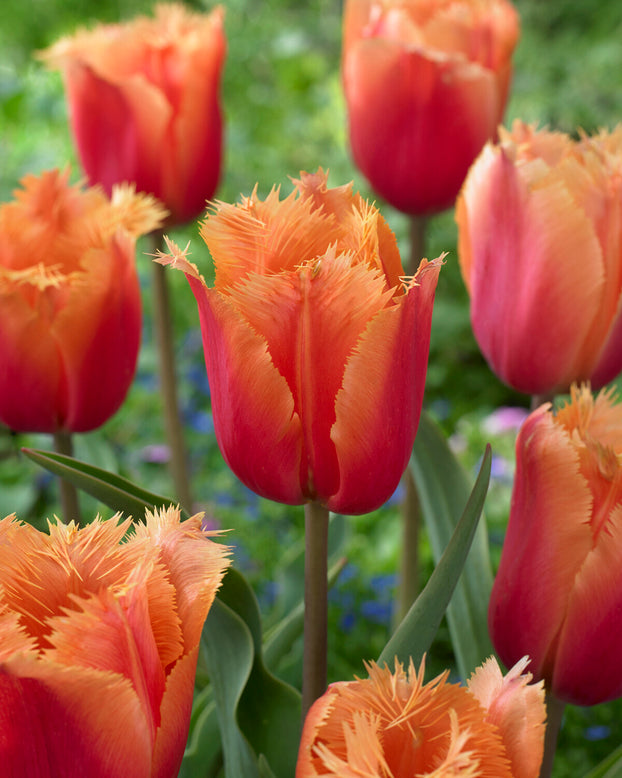 Tulip 'Lambada'