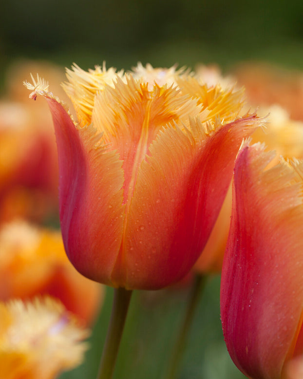 Tulip 'Lambada'