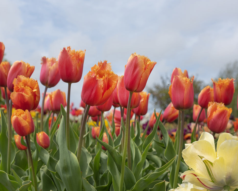 Tulip 'Lambada'