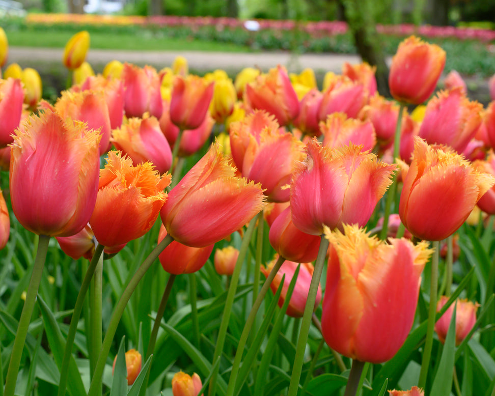 Tulip 'Lambada'