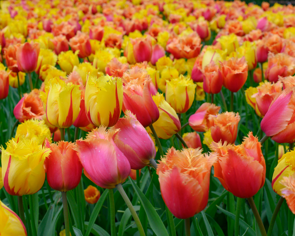 Tulip 'Lambada'
