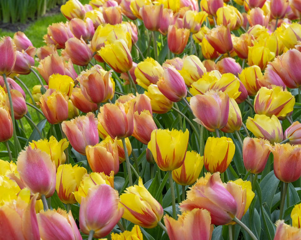 Tulip 'Lambada'