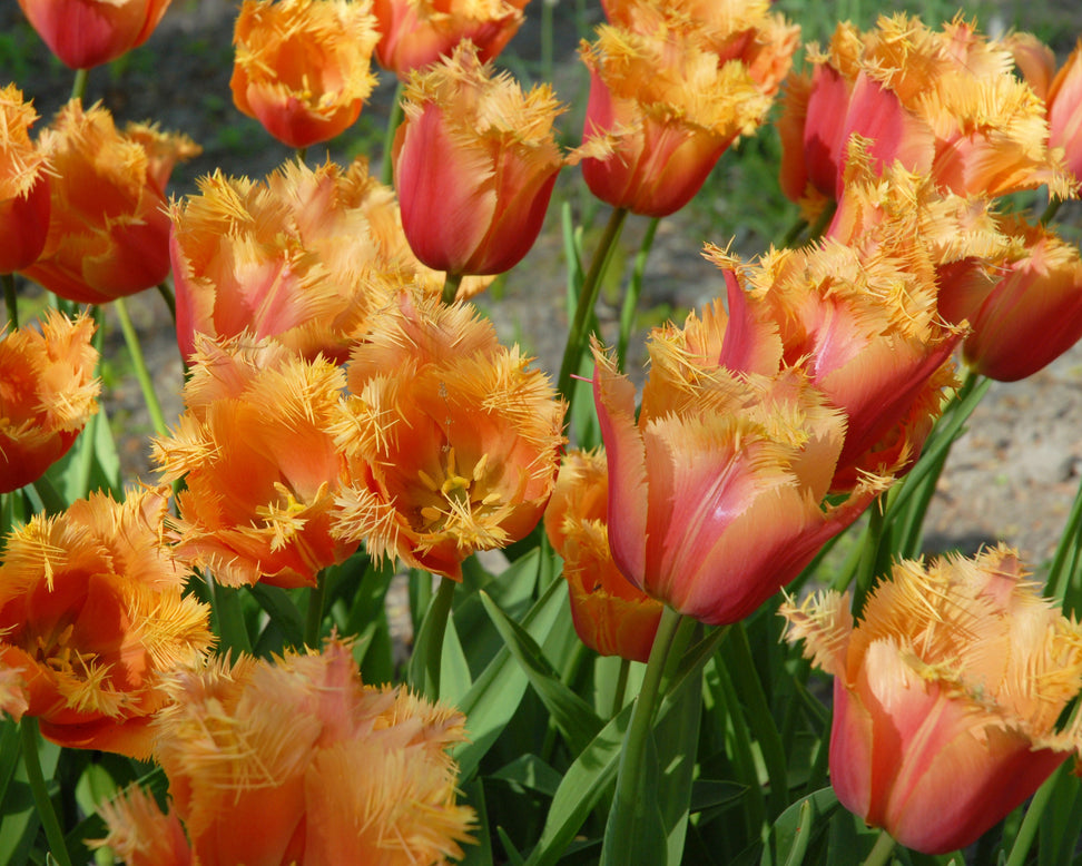 Tulip 'Lambada'