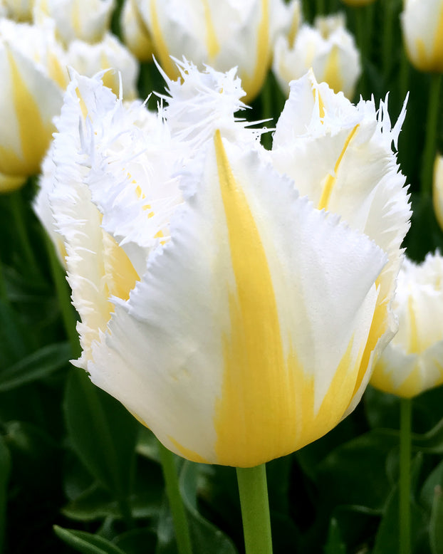 Tulip 'Lemon Beauty'