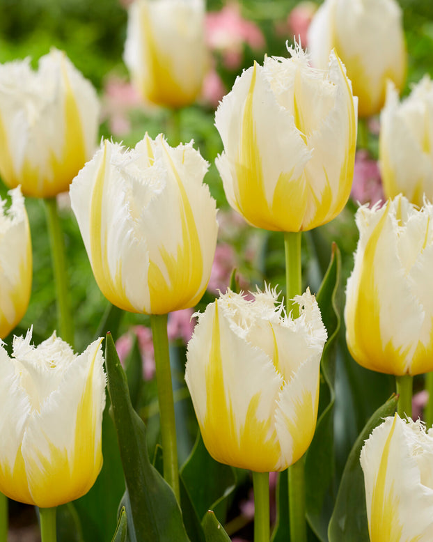 Tulip 'Lemon Beauty'