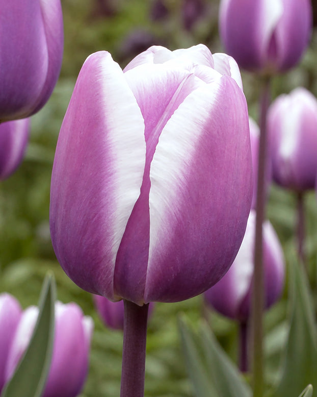Tulip 'Librije'