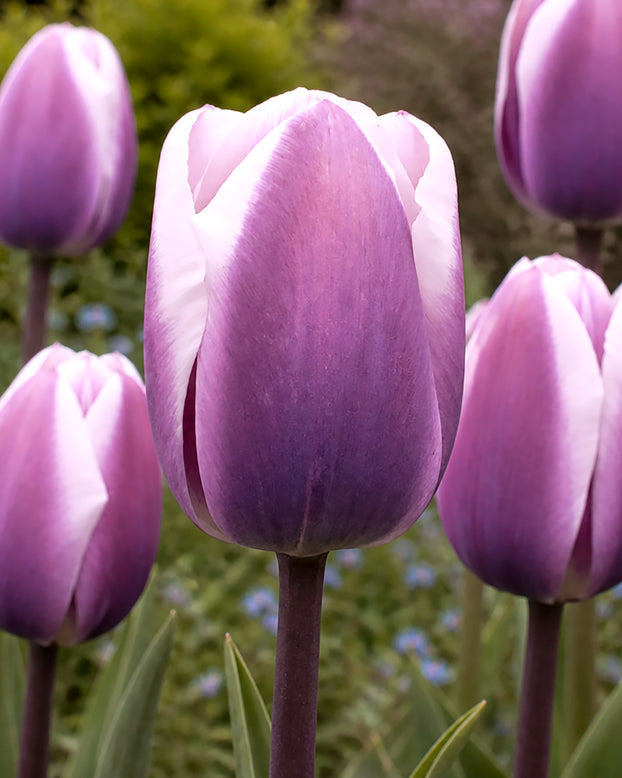 Tulip 'Librije'