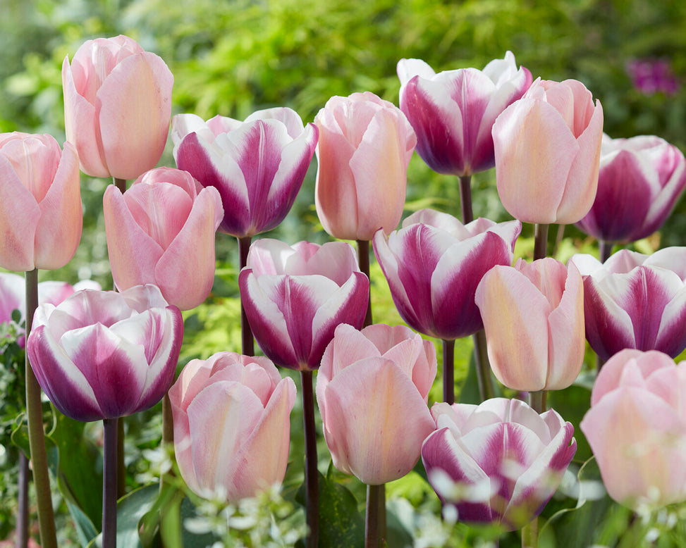 Tulip 'Librije'