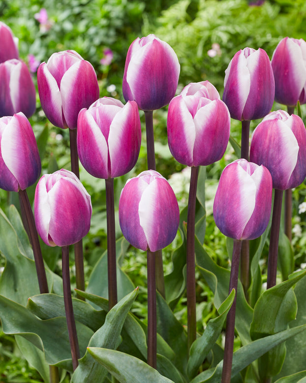 Tulip 'Librije'