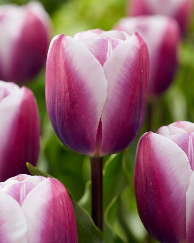 Tulip 'Librije'