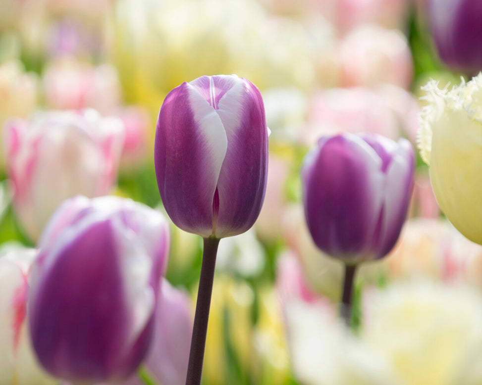 Tulip 'Librije'
