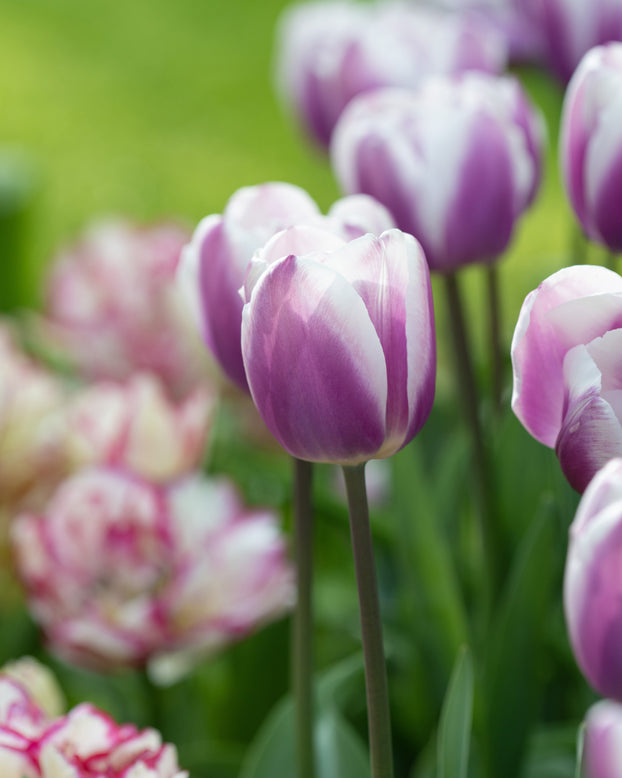 Tulip 'Librije'