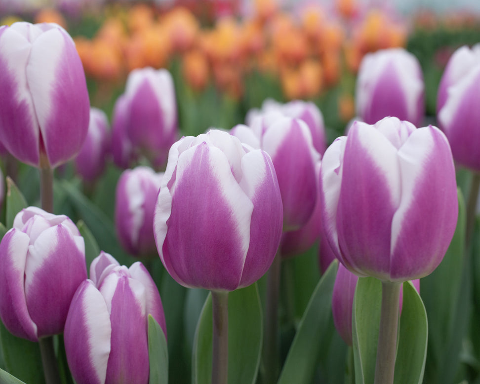 Tulip 'Librije'