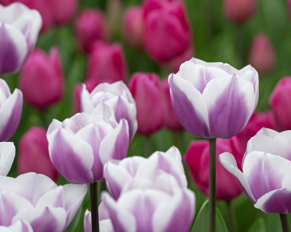 Tulip 'Librije'