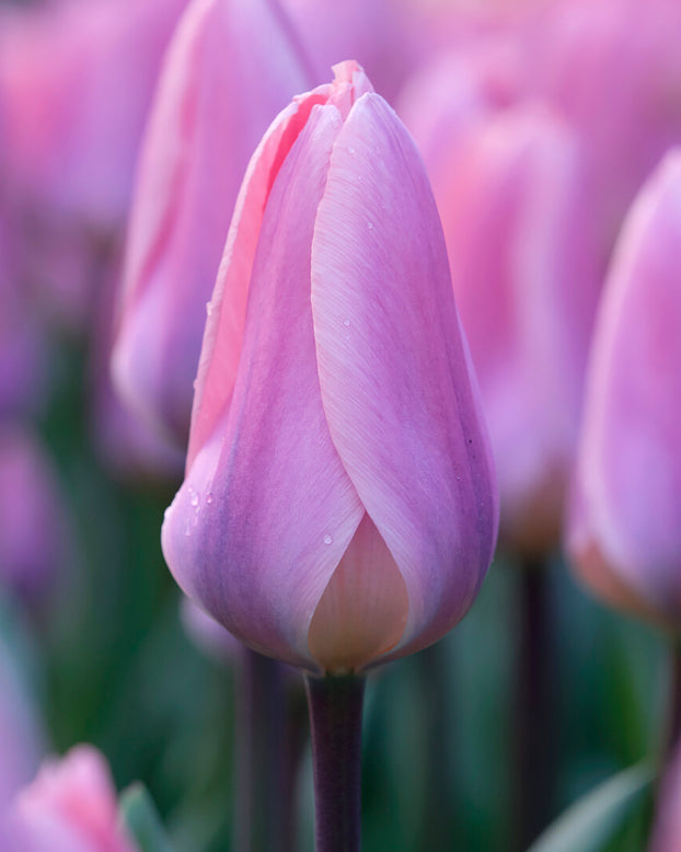 Tulip 'Light and Dreamy'