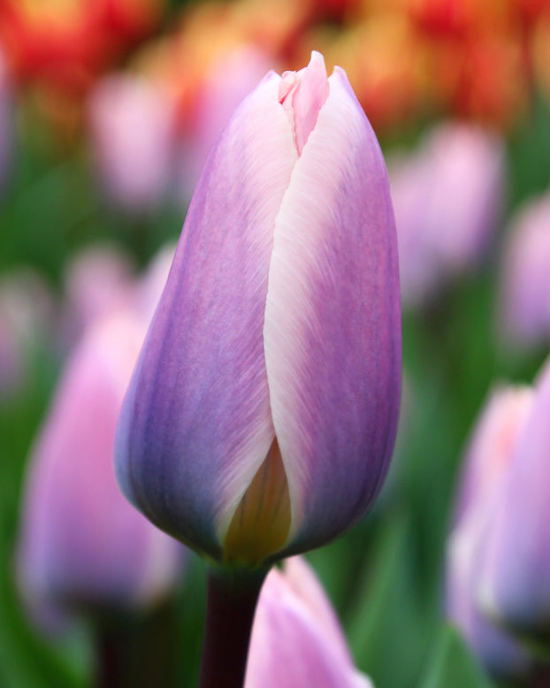 Tulip 'Light and Dreamy'