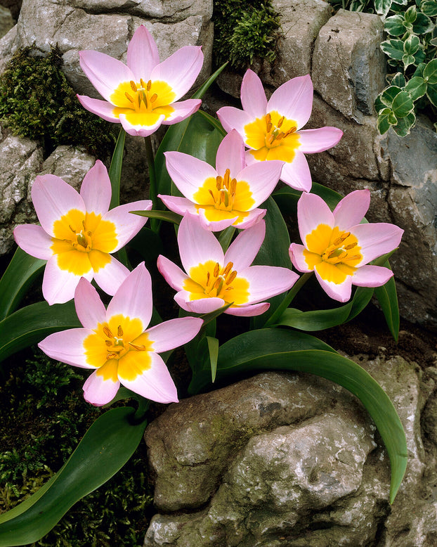 Tulip 'Lilac Wonder'