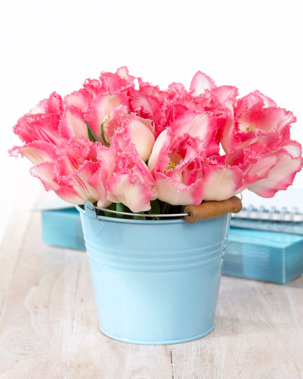 Tulip 'Lingerie'