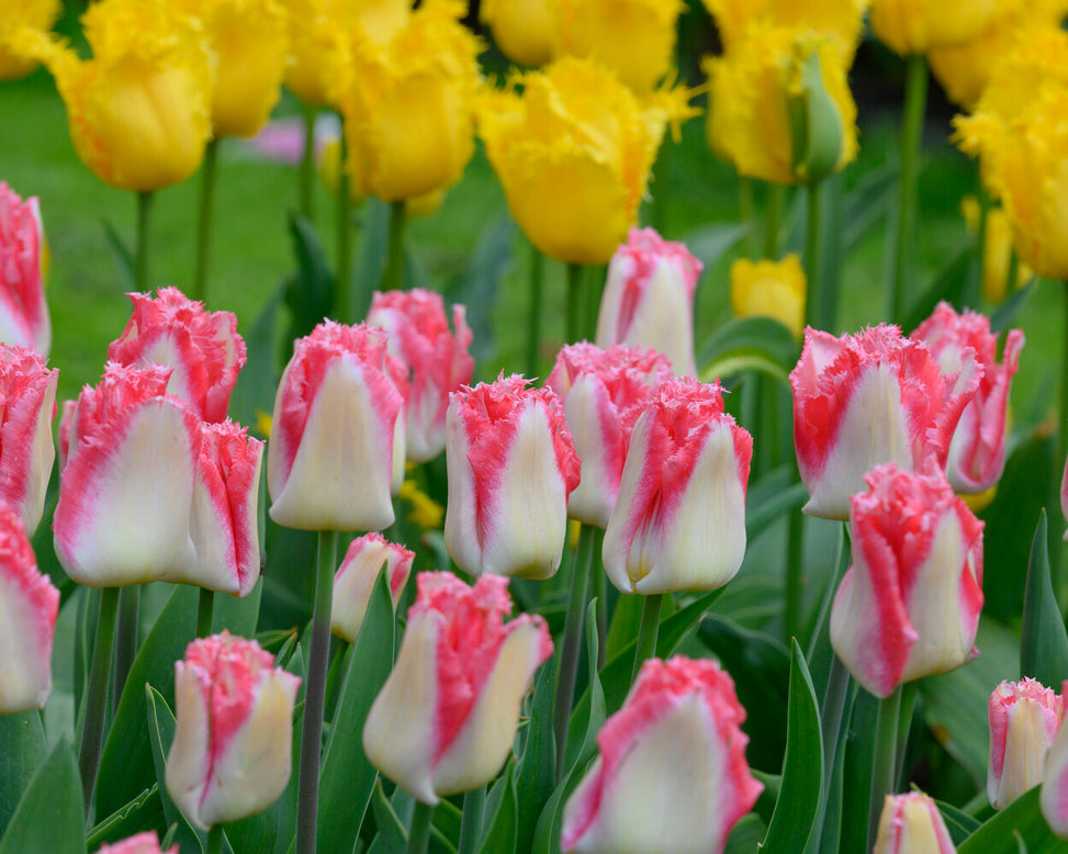 Tulip 'Lingerie'