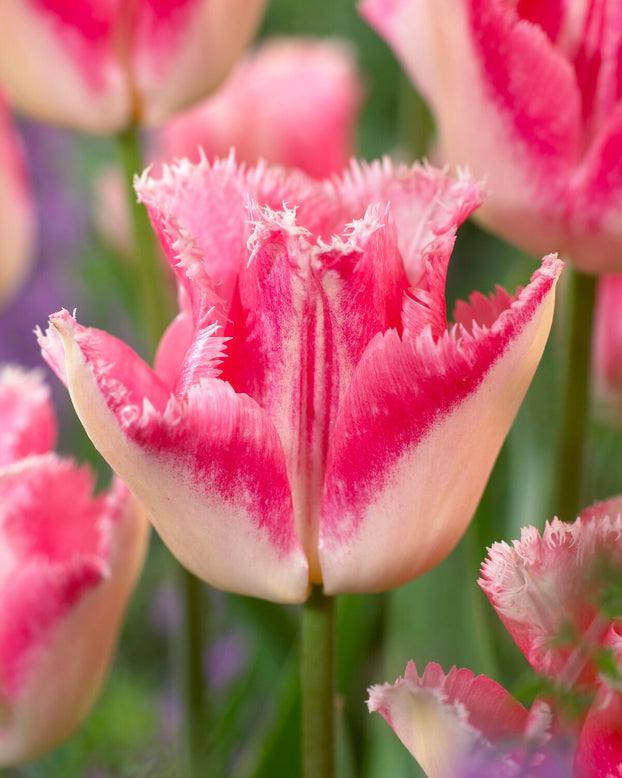 Tulip 'Lingerie'