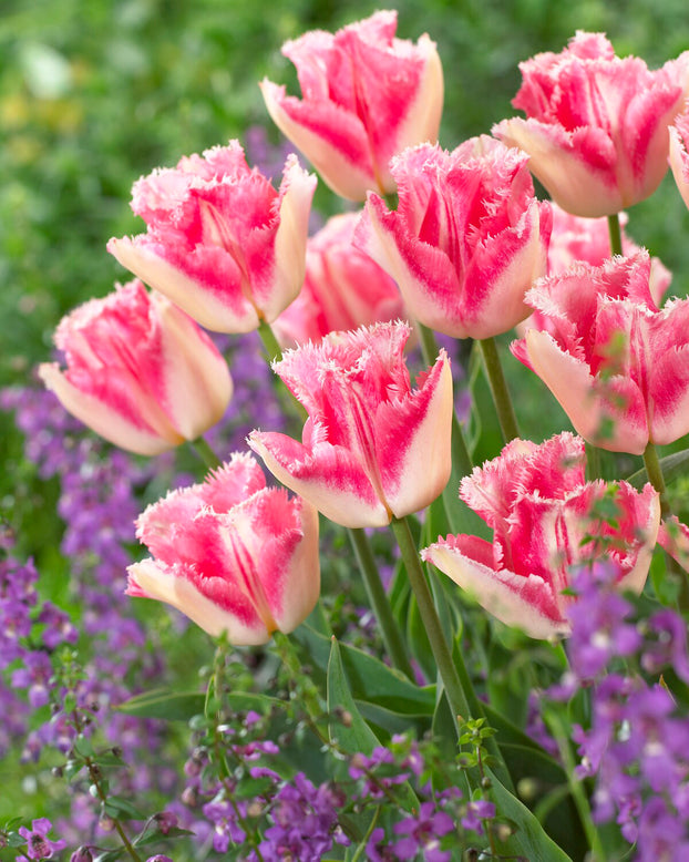 Tulip 'Lingerie'