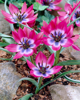 Tulip 'Little Beauty'