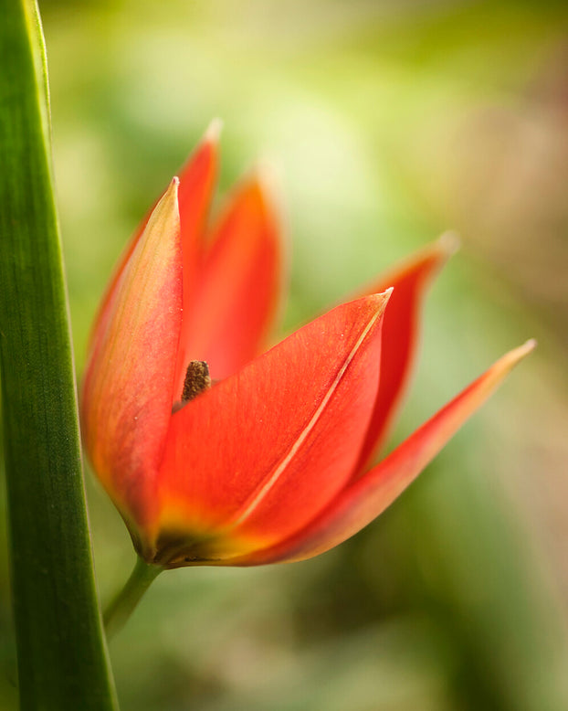 Tulip 'Little Princess'