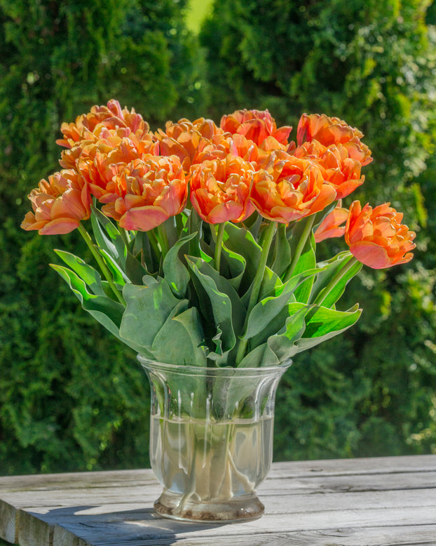 Tulip 'Lorenzo'