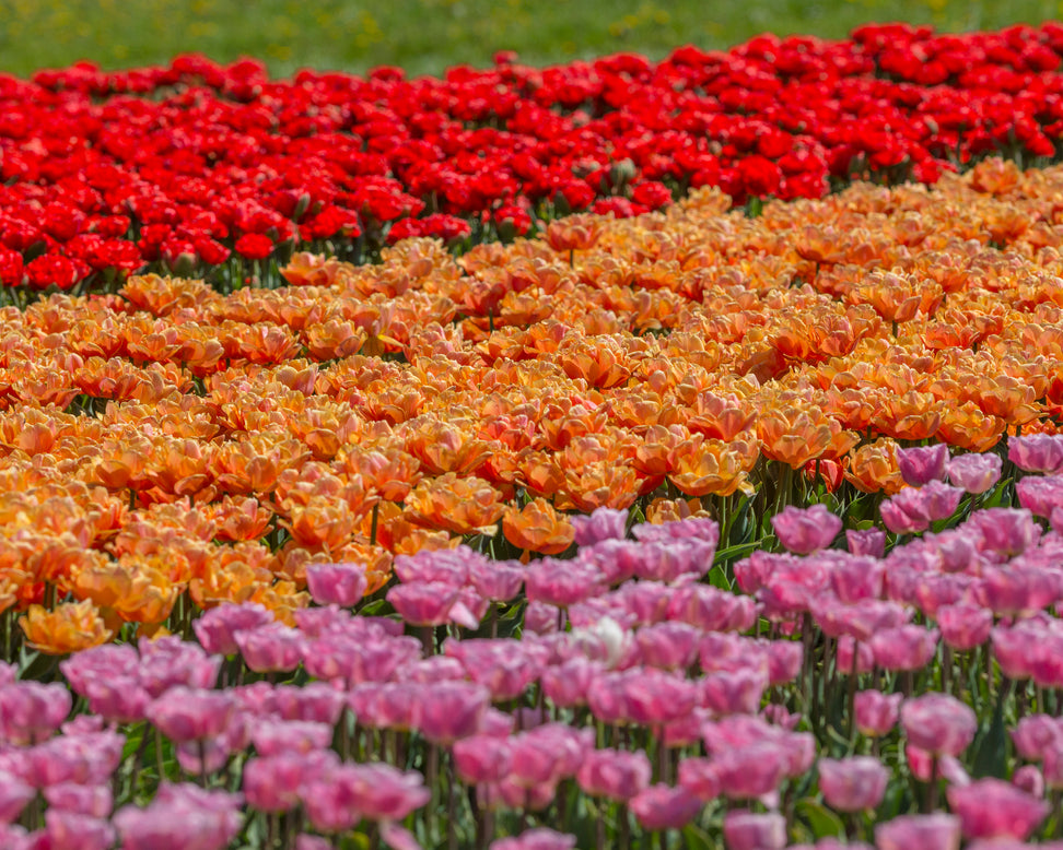 Tulip 'Lorenzo'