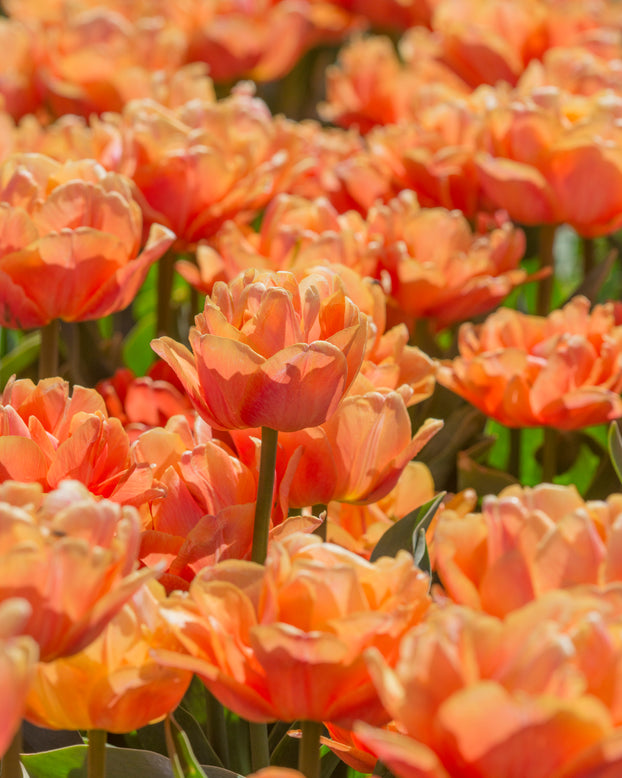 Tulip 'Lorenzo'