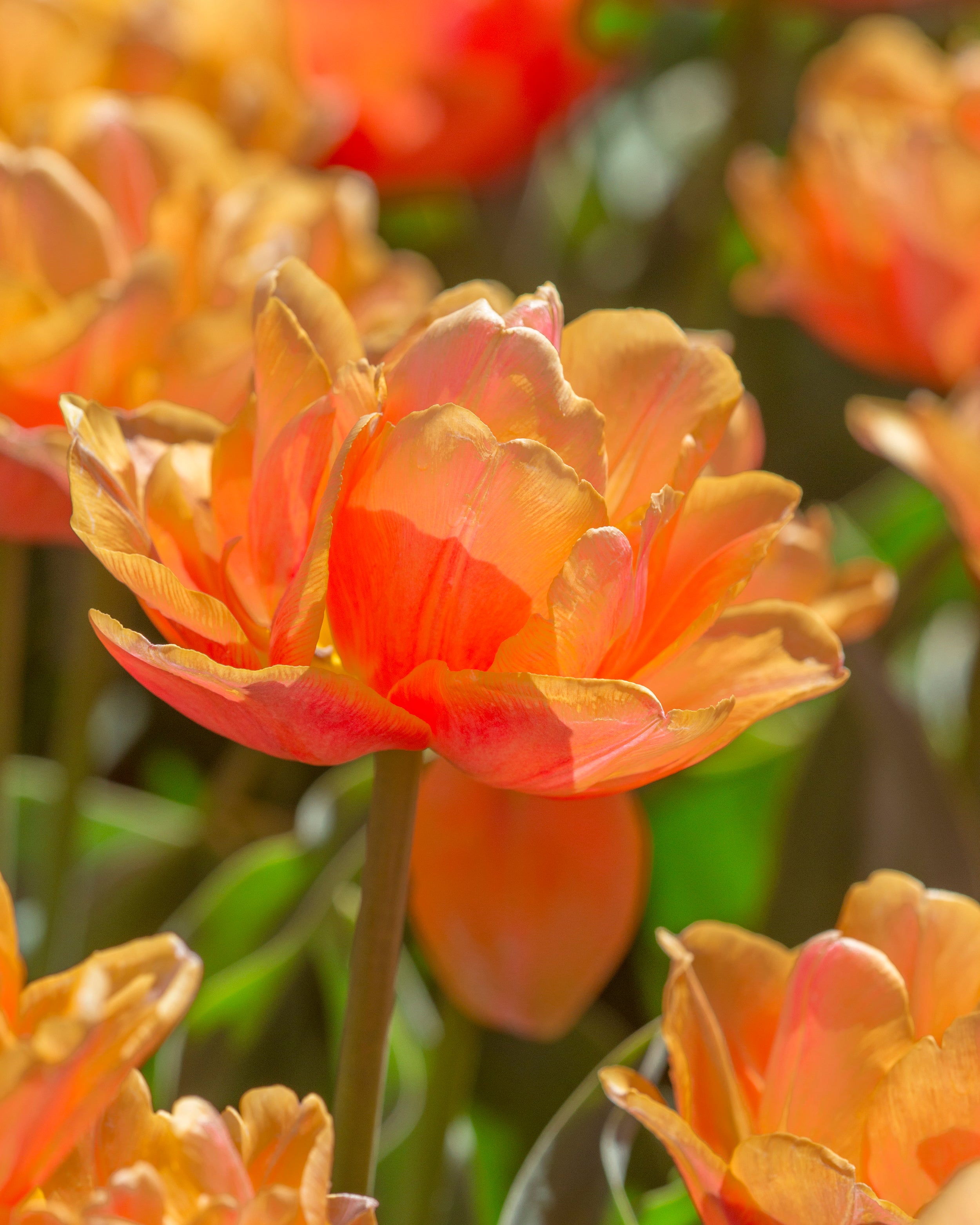 Real Tuli Tulip 'Lorenzo' bulbs | Buy online at Farmer Gracy UK