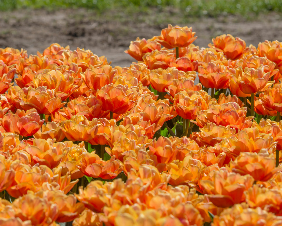 Tulip 'Lorenzo'