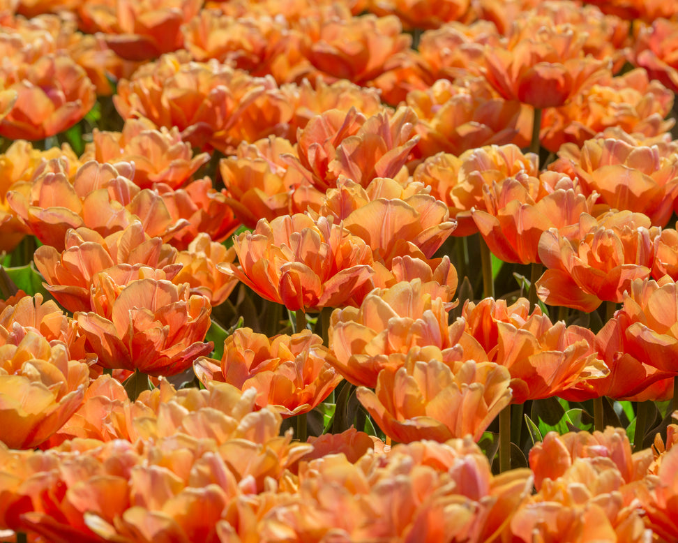 Tulip 'Lorenzo'