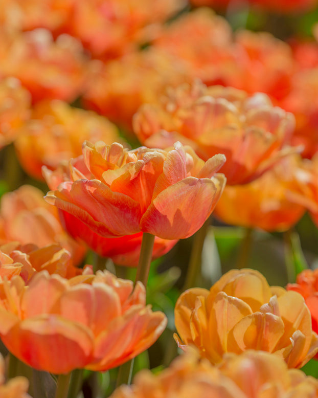 Tulip 'Lorenzo'