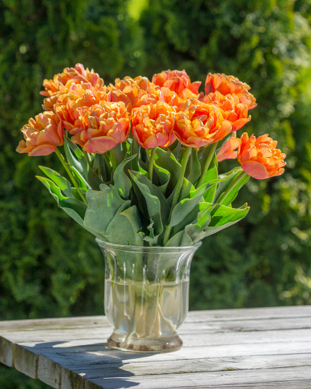 Tulip 'Lorenzo'