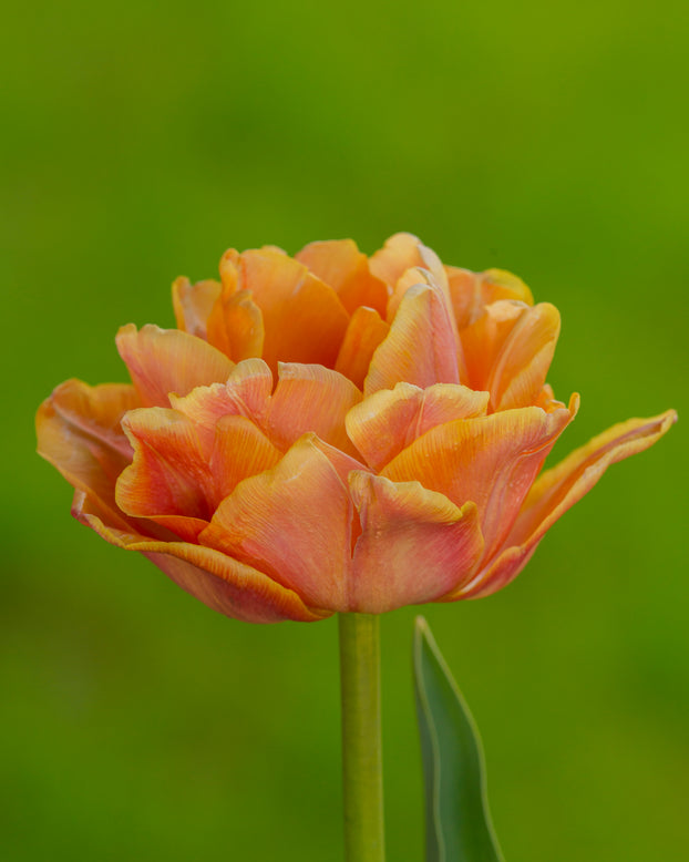 Tulip 'Lorenzo'