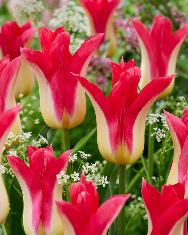 Tulip 'Love Story'