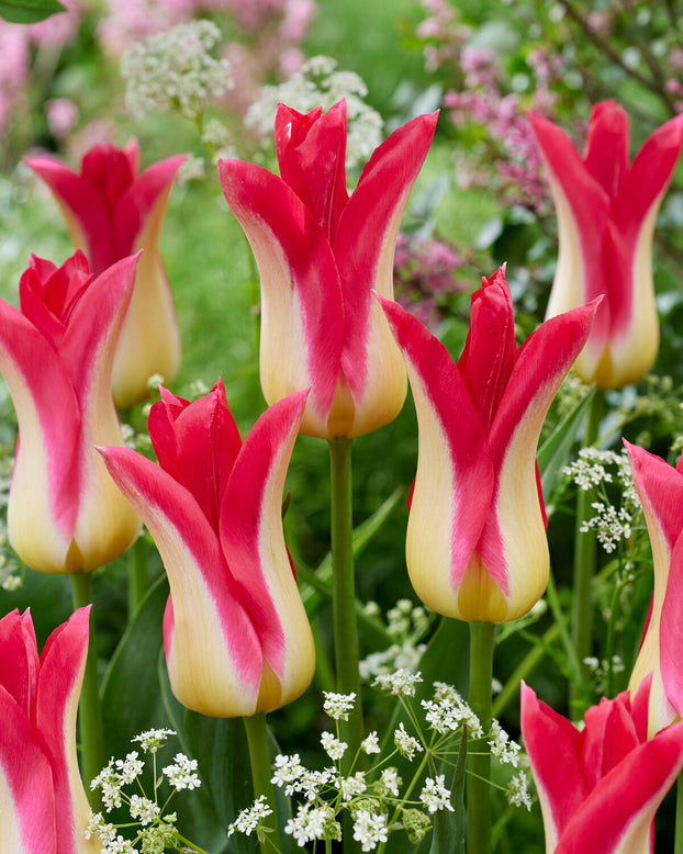 Tulip 'Love Story'