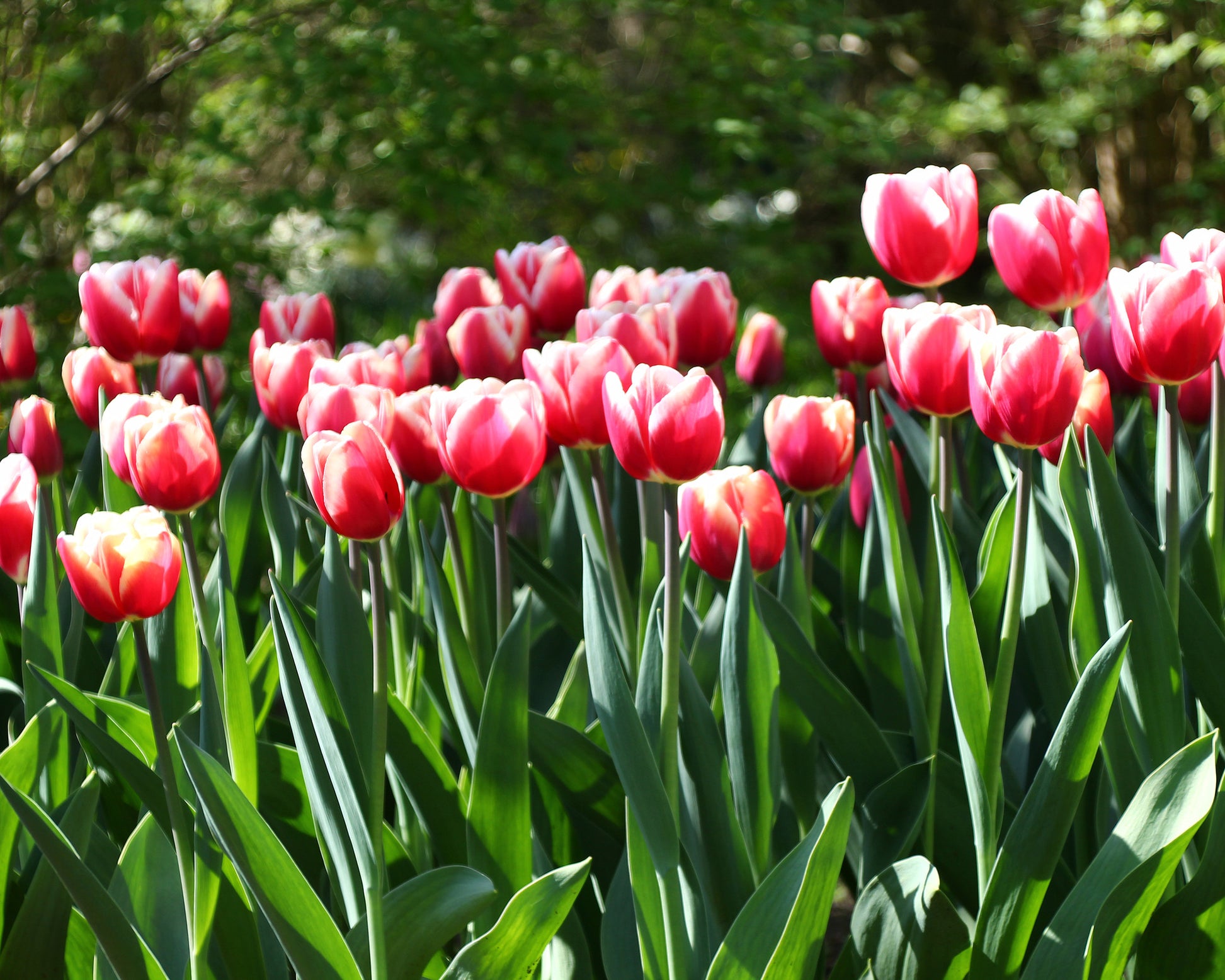 Tulip 'Lucky Strike' Bulbs Buy online at Farmer Gracy UK