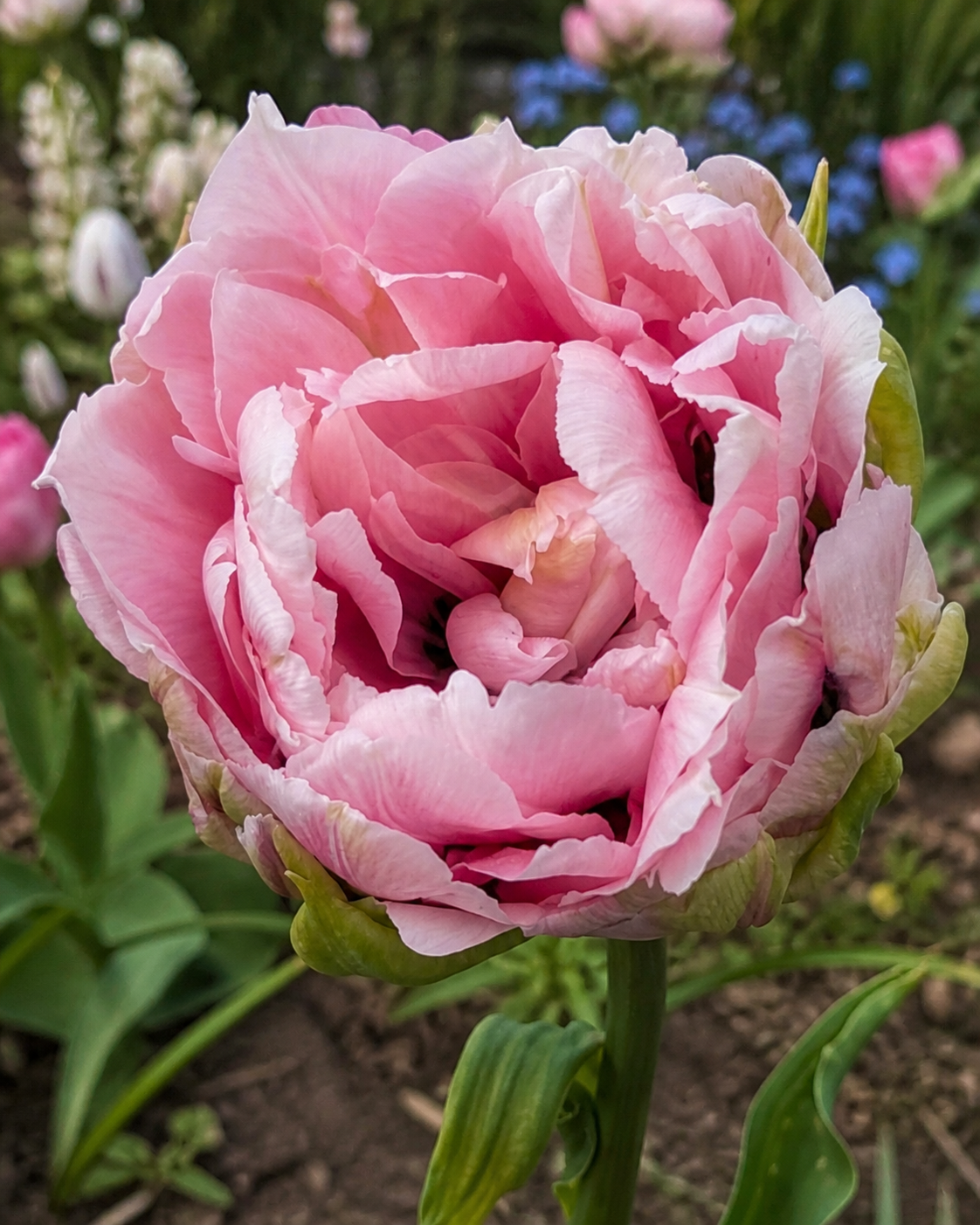 Real Tuli Tulip 'Magic Sensation' bulbs | Buy online at Farmer Gracy UK