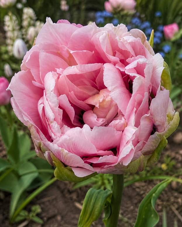 Tulip 'Magic Sensation'