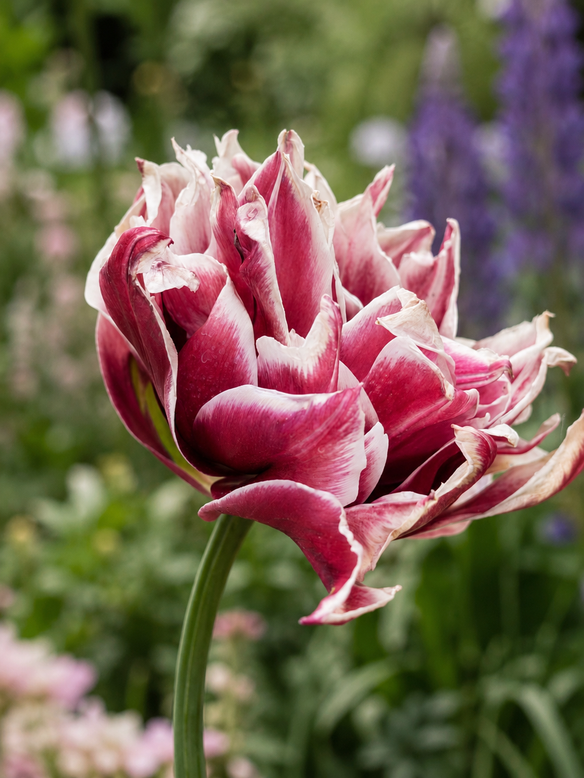 Tulip 'Magic Star'