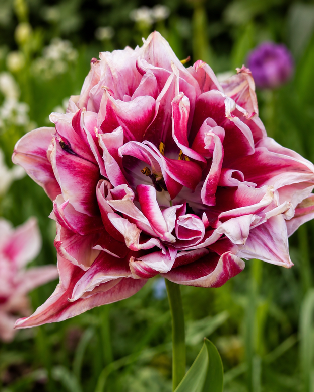 Tulip 'Magic Star'