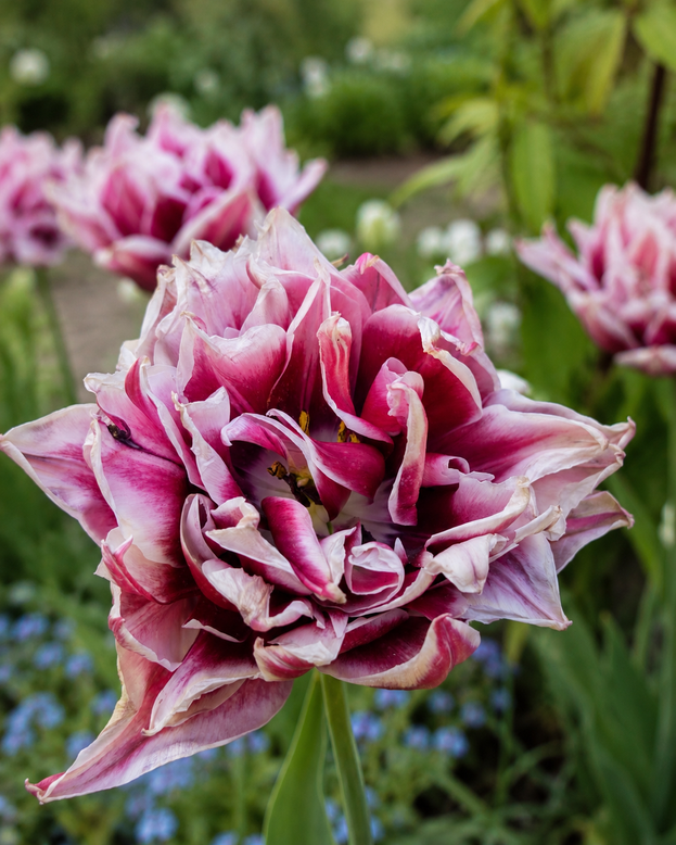 Tulip 'Magic Star'