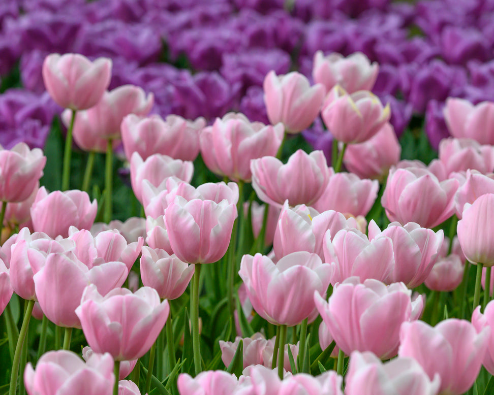 Tulip 'Mango Charm'