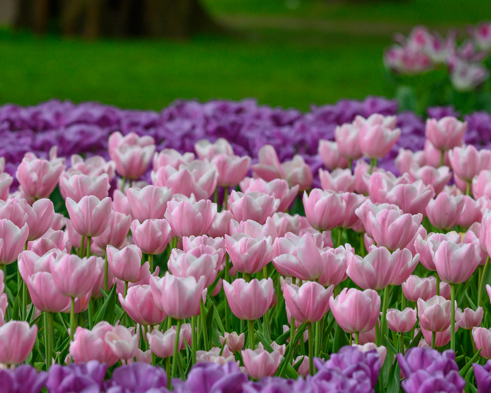 Tulip 'Mango Charm'