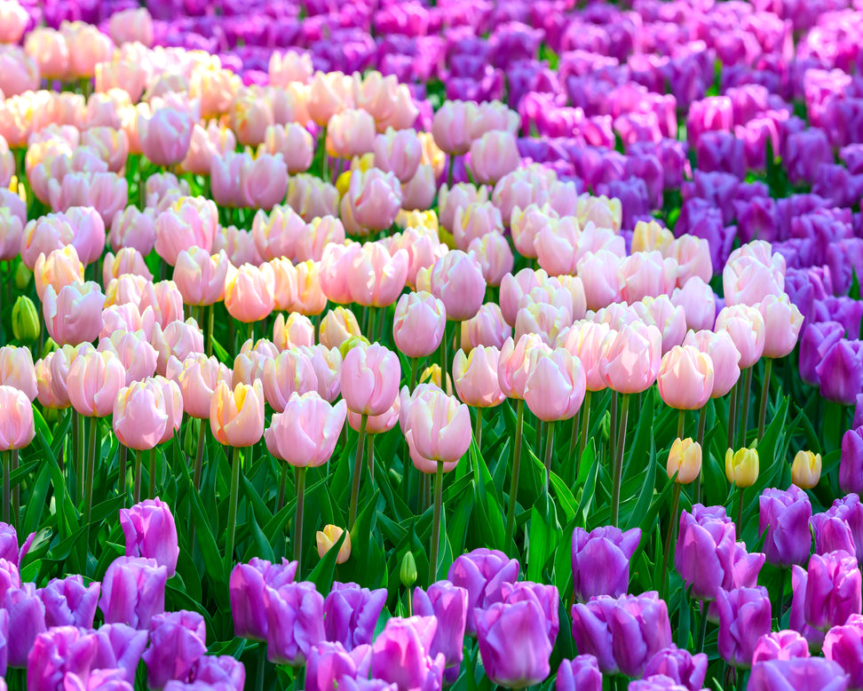 Tulip 'Mango Charm'