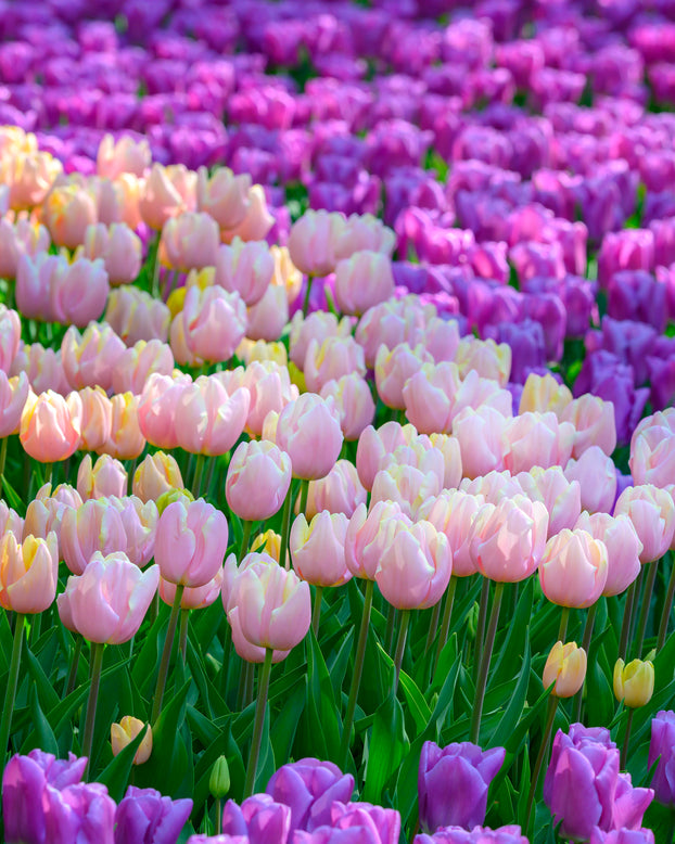 Tulip 'Mango Charm'