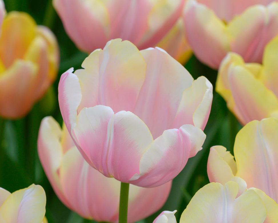 Tulip 'Mango Charm'
